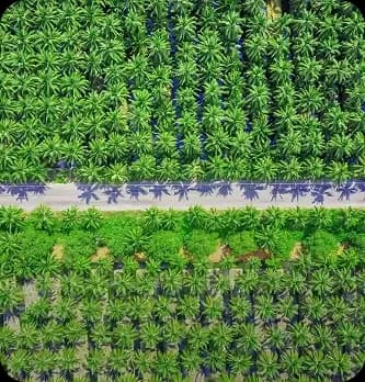 tbs-palm-oil-plantation